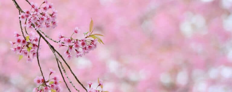 Géobiologie et Feng Shui en Gironde